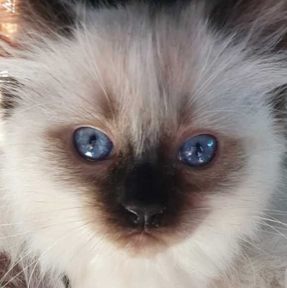 Meet your Posher, Jennifer - Picture 4 of 8